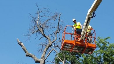 why-is-tree-pruning-important-in-the-michiana-area?