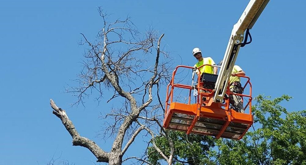 why-is-tree-pruning-important-in-the-michiana-area?